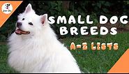 All Small Dog Breeds (A-Z ) With Pictures