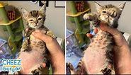 Chonky Cat Gets Hilarious Meme Treatment | I Can Has Cheezburger?