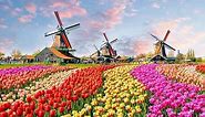 The World's Biggest Flower Garden in Amsterdam - Keukenhof Gardens