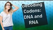 What is a codon simple definition?