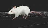 Rat animations: Анимация Крысы. 3d-content.ru