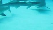 this is a video of a lemon shark getting jealous! lemon sharks can actually develop a bond with divers they see often! when this happens, they can get jealous or protective of that diver when other sharks get near them. they enjoy being pet, too, which you can briefly see in this video. so cute! #shark #lemonshark #ocean #cute #sharks