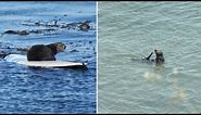 Surfing Santa Cruz sea otter evades capture for another day as crowds visit her