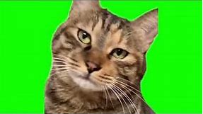 disappointed cat meme green screen