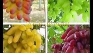 Never seen the varieties of Grapes ever - 35 Types of Grapes