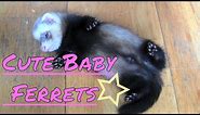 Cute baby ferrets...heart warming!