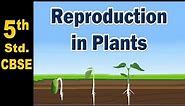 Reproduction in Plants | 5th Std | Science | CBSE Board | Home Revise
