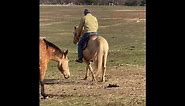 “Bear” - Ranch & Pleasure Horse 10yr old Morgan X Palomino Gelding