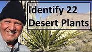 Identify 22 Desert Plants from Mojave Sonoran Deserts