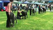 Association of All Mastiff Breeds of Victoria - 9th Championship Show - Highlights