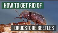 How to Get Rid of Drugstore Beetles (4 Easy Steps)