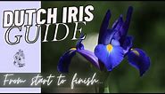 GROWING DUTCH IRIS BULBS: Planting Dutch Iris Bulbs in Fall for Spring Bloom - Start to Finish