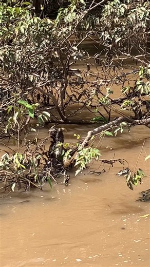 227 reactions · 11 shares | Here in the heart of the Peruvian Amazon,...