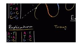 DNA replication and RNA transcription and translation