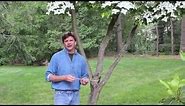 How to repair a damaged tree using nuts and bolts
