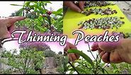 Spring Thinning My Florida King Peach Tree | 100's Of Fruit!