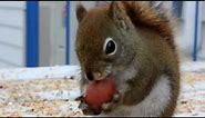 Funny Squirrel Eating A Nut