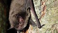 Indiana Brown Bat