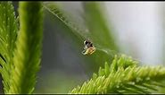 Křižák zelený (Araniella cucurbitina)