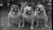 Vintage Bulldog video (1938)... - One of a Kind Bulldogs Inc.