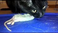 Black Tabby Cat enjoying Whole Prey | Cracker Devours Small Rat