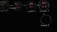 Phases of meiosis I