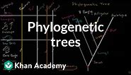 Phylogenetic trees | Evolution | Khan Academy