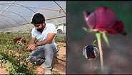 Turkey black rose producers chase sweet smell of success | AFP