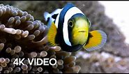 Amazing Clownfish Teamwork | 4K UHD | Blue Planet II | BBC Earth