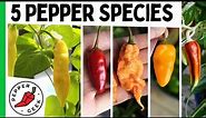 The 5 Major Pepper Species - Grow Interesting Pepper Varieties - Pepper Geek