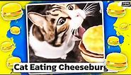 Cheeseburger Cat meme. Here kitty, you can have cheeseburger