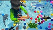 Ocean Animals Collection In Colorful Balls Pool | Sink Or Float?Jeremy and Twin Brothers