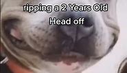 Average Pitbull named cupcake after aggresively ripping a 2 Years Old Head off #funnymemes #funny