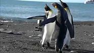 Funny Penguin Fight