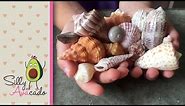 Collecting Seashells & Learning Shell Names at Sanibel Island, FL - Seashell capital of the world!