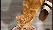 Orange Cat Behavior! Funny Cat Videos | Funniest Pets