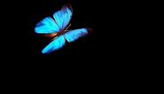 blue butterfly on black