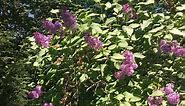 How to Plant a Lilac Hedge | Family Food Garden