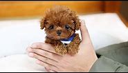 THE CUTEST AND SMALLEST DOG BREEDS
