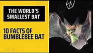 Bumblebee Bat Facts | 10 facts of Bumblebee Bat – The World’s Smallest Bat || Amazing Animal