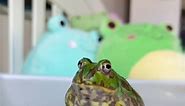 Hat 🎩 • • • #frog #frogtok #frogmemes #hat | songga