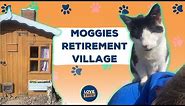 A retirement village...for elderly cats! 🥺😻💕 | LOVE THIS!