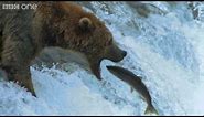 HD: Grizzly Bears Catching Salmon - Nature's Great Events: The Great Salmon Run - BBC One