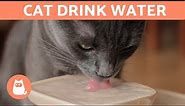 10 Tips to Help Your Cat DRINK WATER 😿