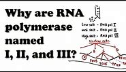 Eukaryotic Transcription - Introduction - Why are RNA polymerases named I, II, and III?