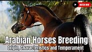 Fascinating Facts about Arabian Horses Breeding - Origin, Characteristics and Temperament