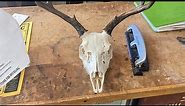Easy European mount: how to clean and whiten a deer skull