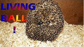 Hedgehog Behavior: Curling Up Into A Ball.