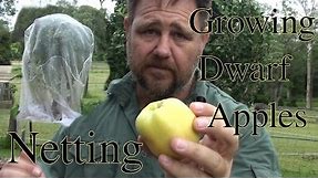 Growing Dwarf Apples & Netting from Pests Golden Dorset