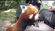 Red Panda Close Encounter @ the Wellington Zoo